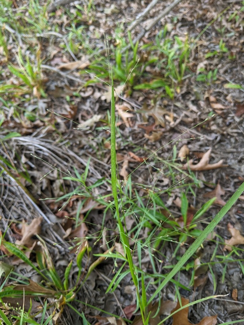 Gattinger's Panicgrass photo 7