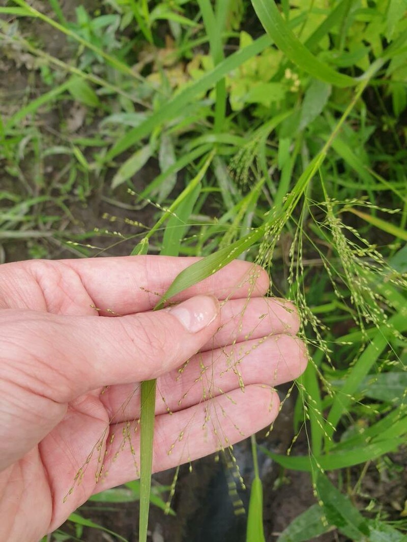Gattinger's Panicgrass photo 8
