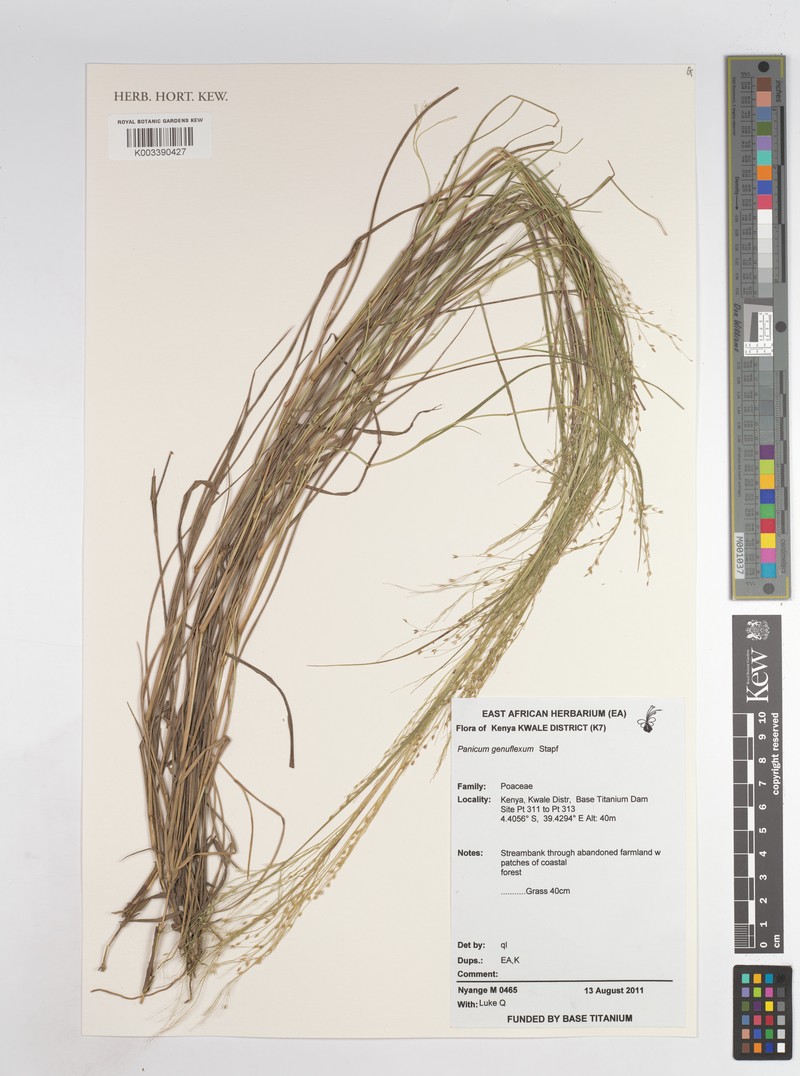 Panicum genuflexum