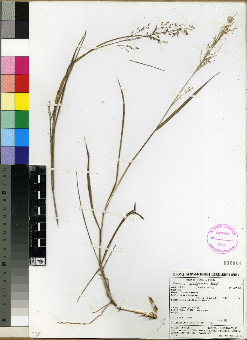 Panicum genuflexum photo 2