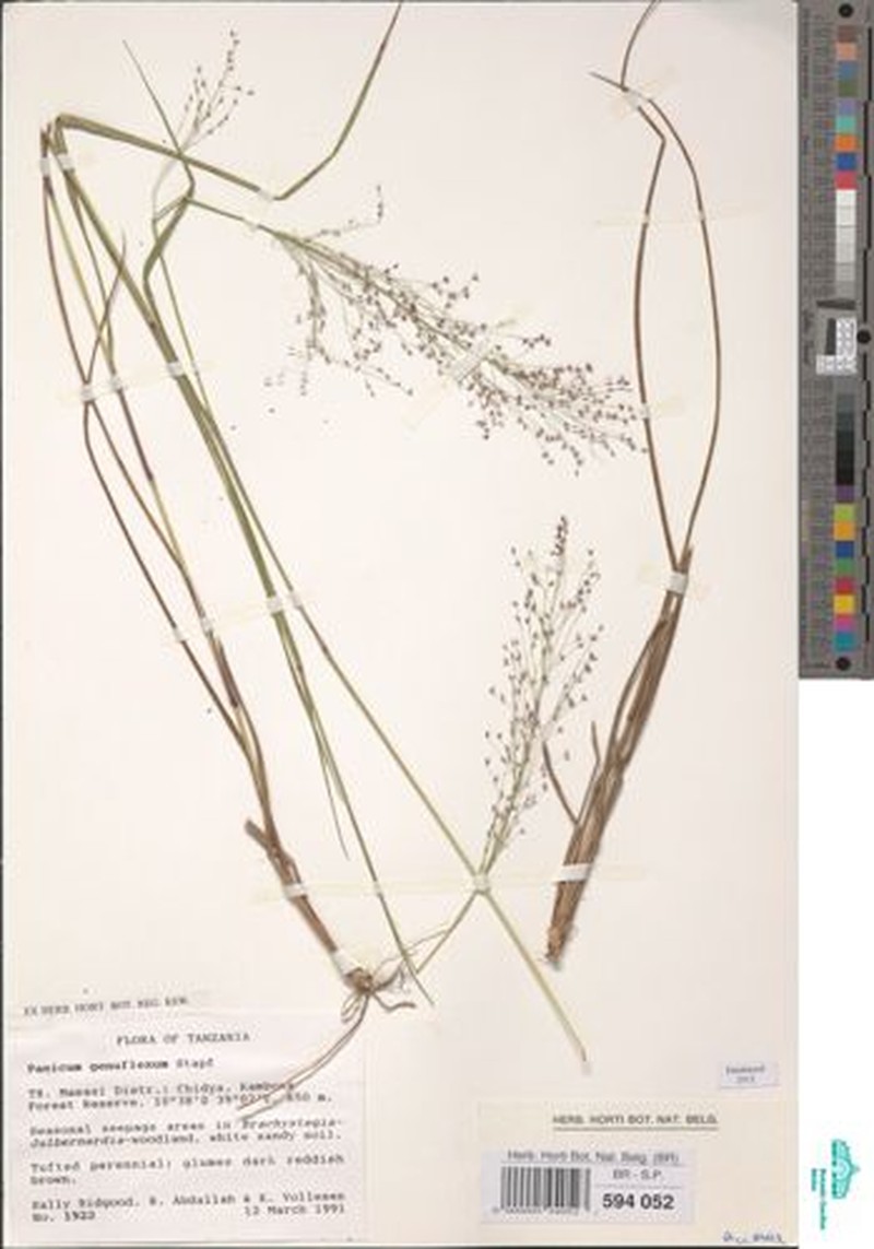 Panicum genuflexum photo 3