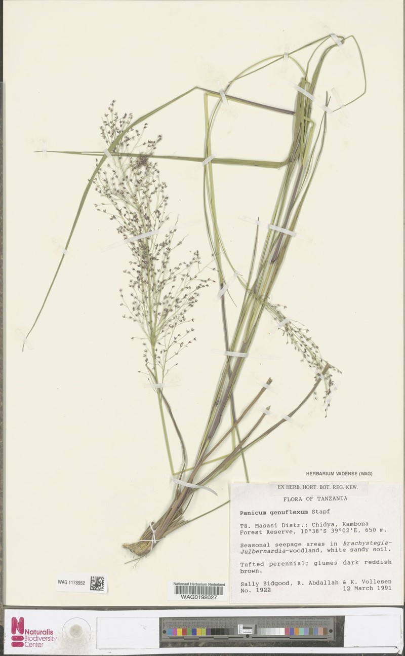 Panicum genuflexum photo 4