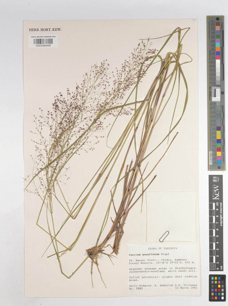 Panicum genuflexum photo 5