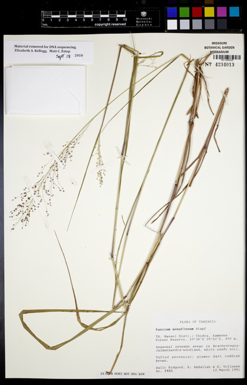 Panicum genuflexum photo 6