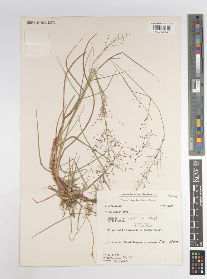 Panicum genuflexum photo 7