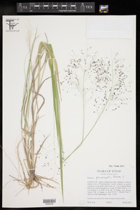 Ghiesbreght's Panicgrass
