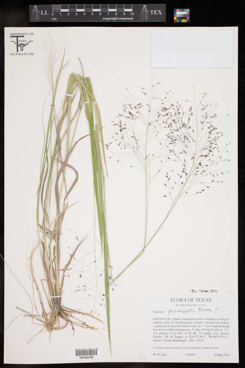 Ghiesbreght's Panicgrass