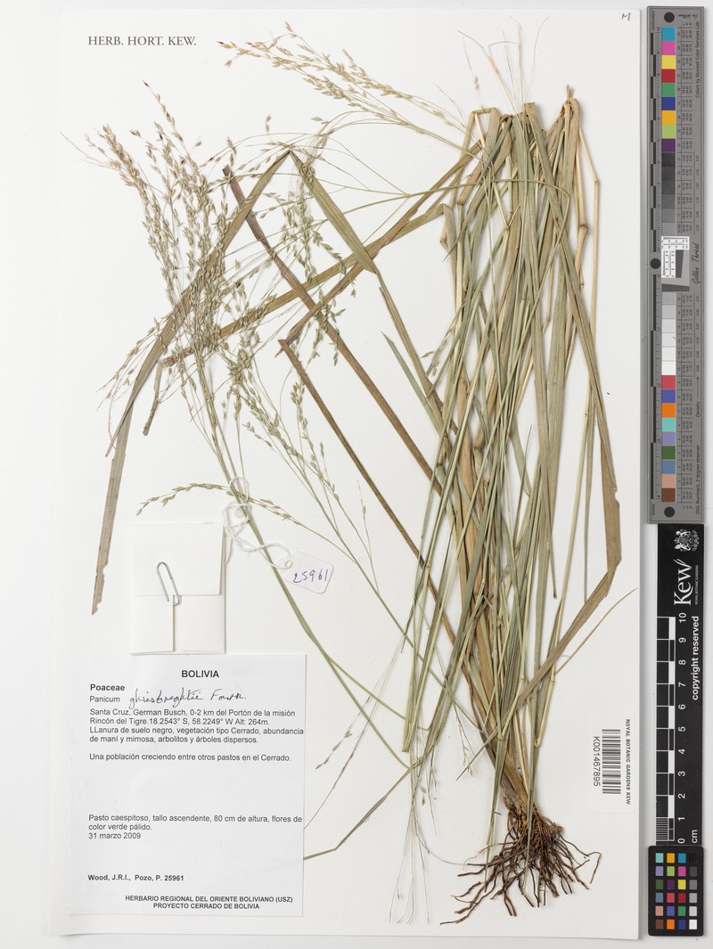 Ghiesbreght's Panicgrass photo 2