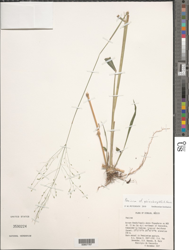 Ghiesbreght's Panicgrass photo 3