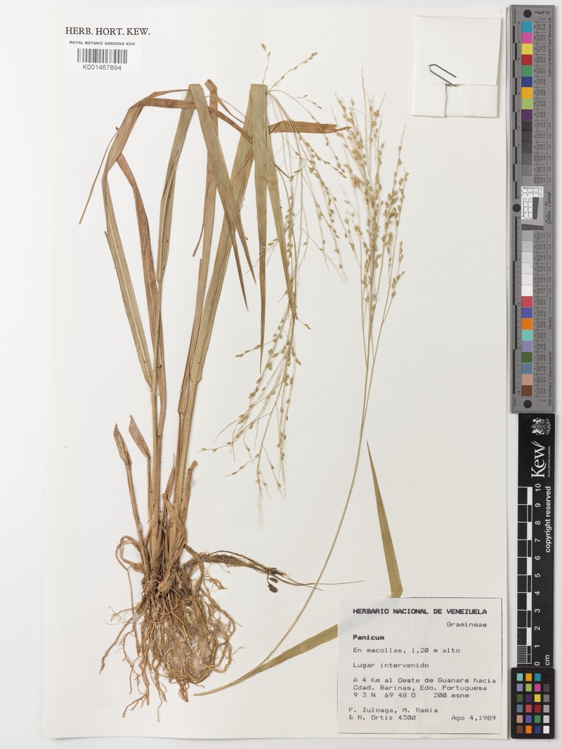 Ghiesbreght's Panicgrass photo 4