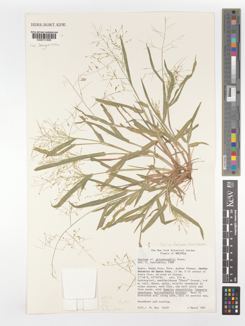 Ghiesbreght's Panicgrass photo 5