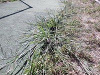 Panicum gilvum