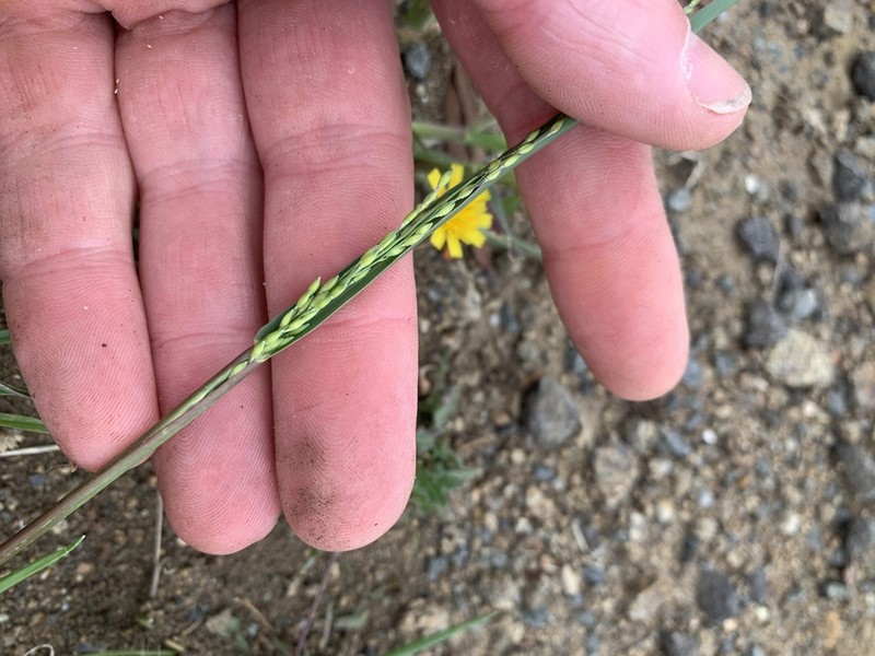 Panicum gilvum photo 2