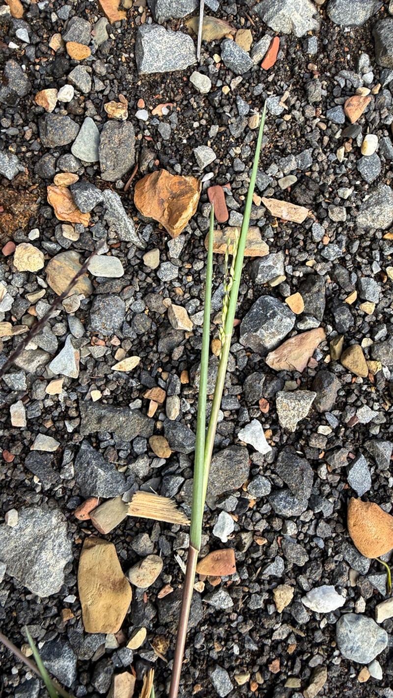Panicum gilvum photo 3