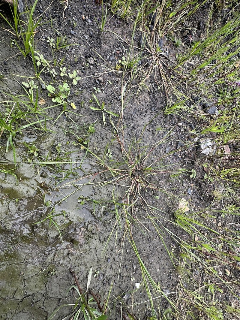 Panicum gilvum photo 4