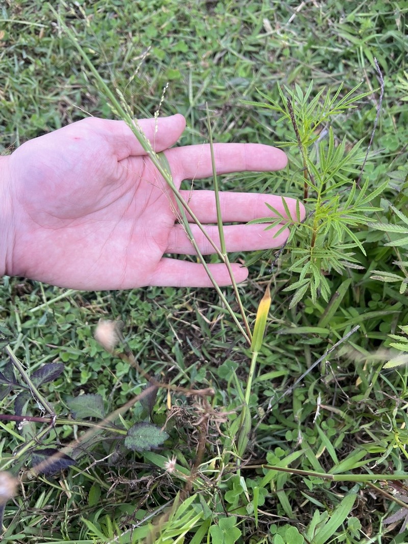 Panicum gilvum photo 5