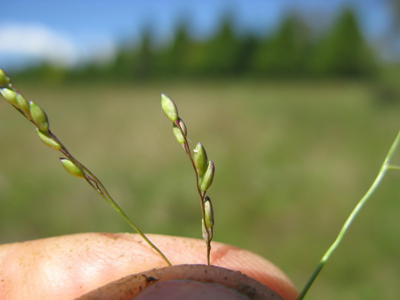Panicum gilvum photo 6