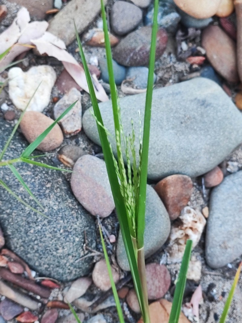 Panicum gilvum photo 7
