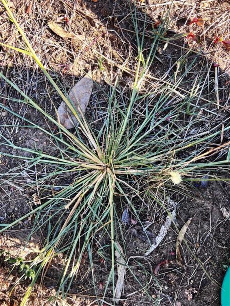 Panicum gilvum photo 8
