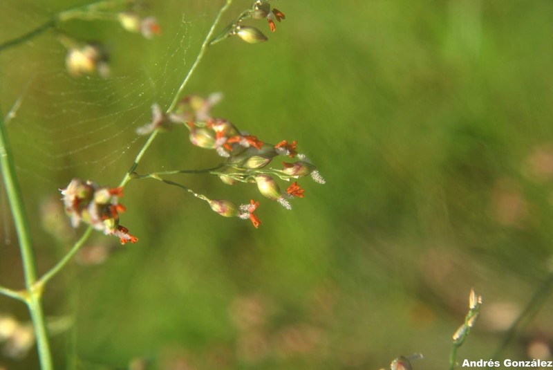 Panicum glabripes