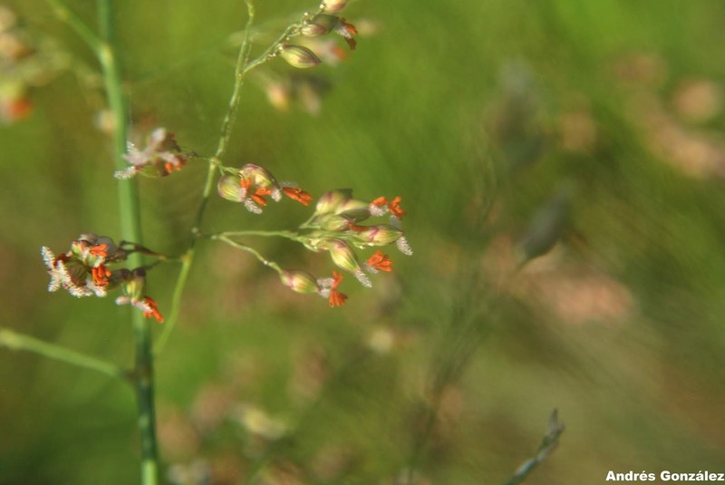 Panicum glabripes photo 2