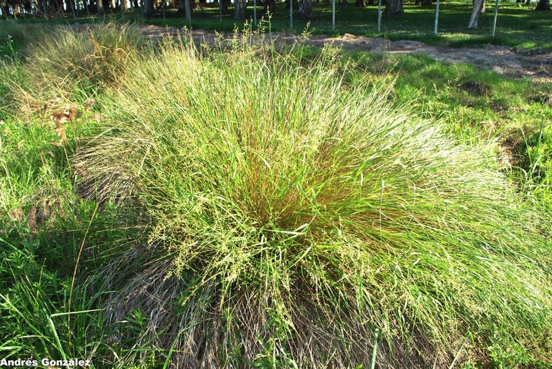 Panicum glabripes photo 3