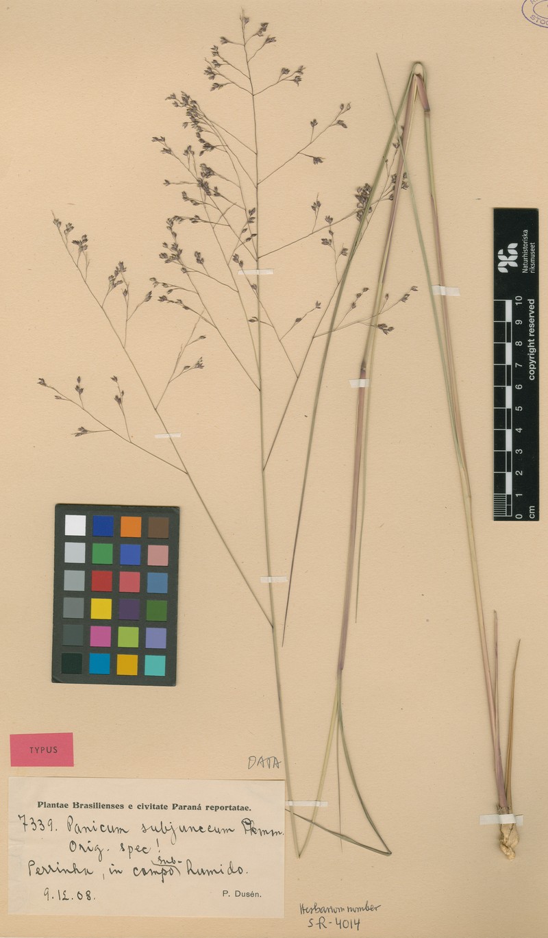 Panicum glabripes photo 4