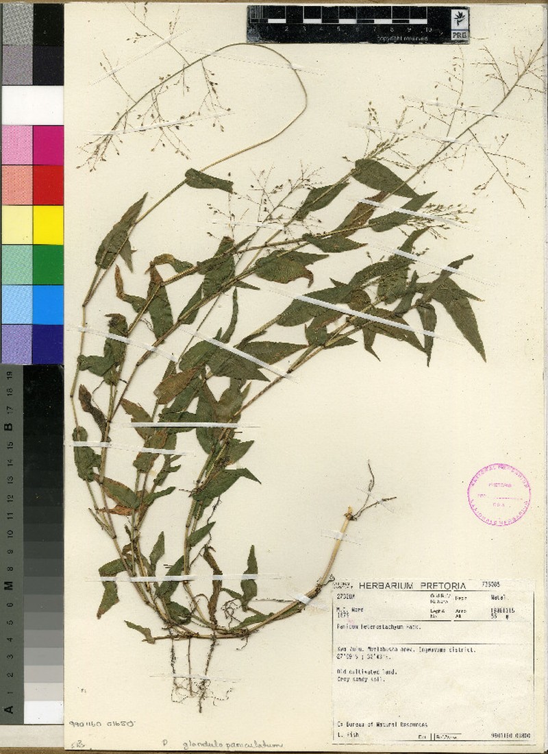 Panicum glandulopaniculatum photo 2