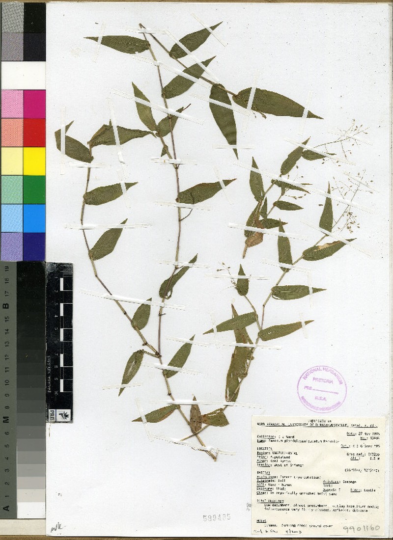 Panicum glandulopaniculatum photo 3