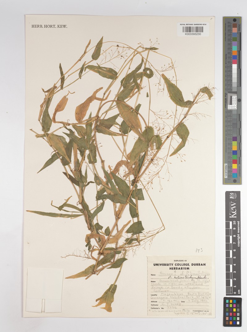 Panicum glandulopaniculatum photo 4