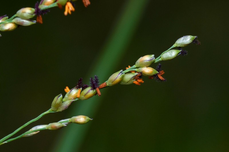 Panicum gouinii