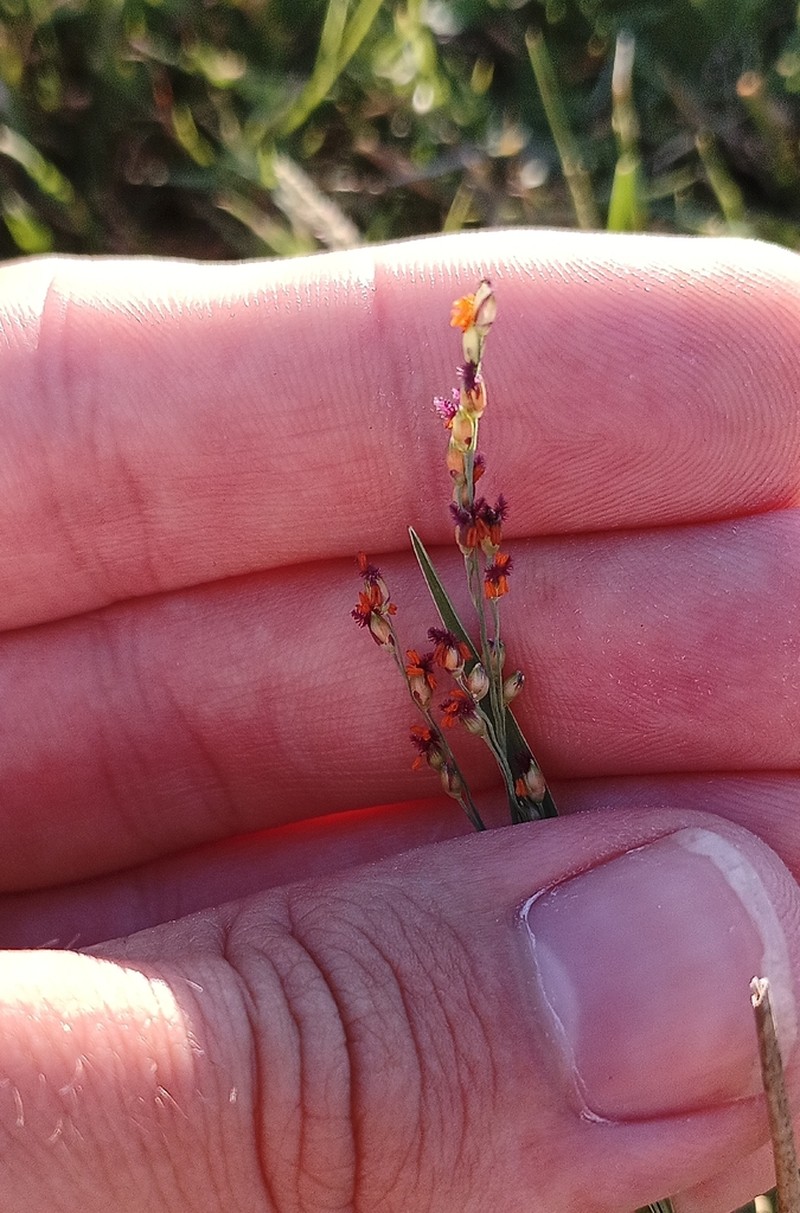 Panicum gouinii photo 2