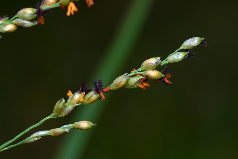 Panicum gouinii photo 3