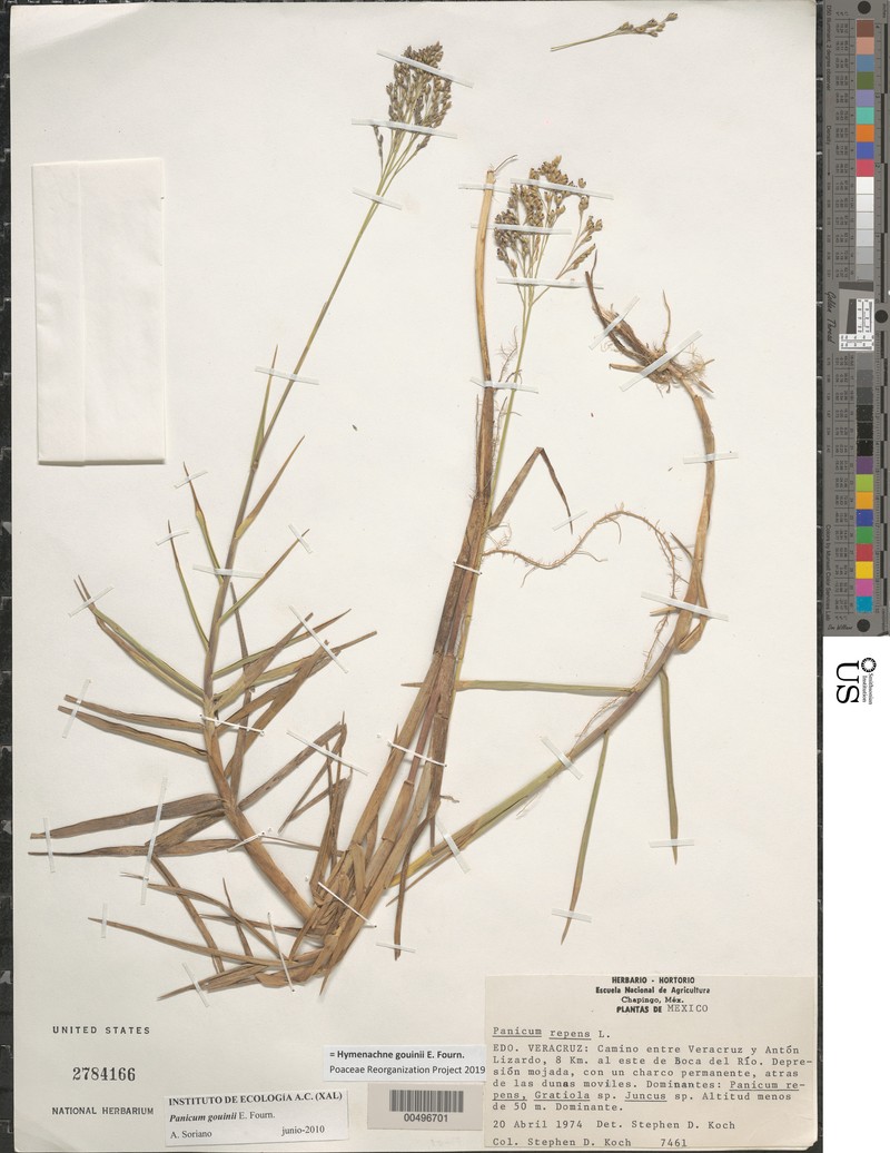 Panicum gouinii photo 4