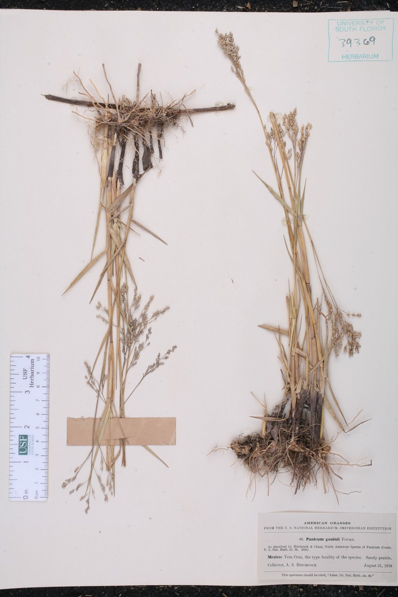 Panicum gouinii photo 5