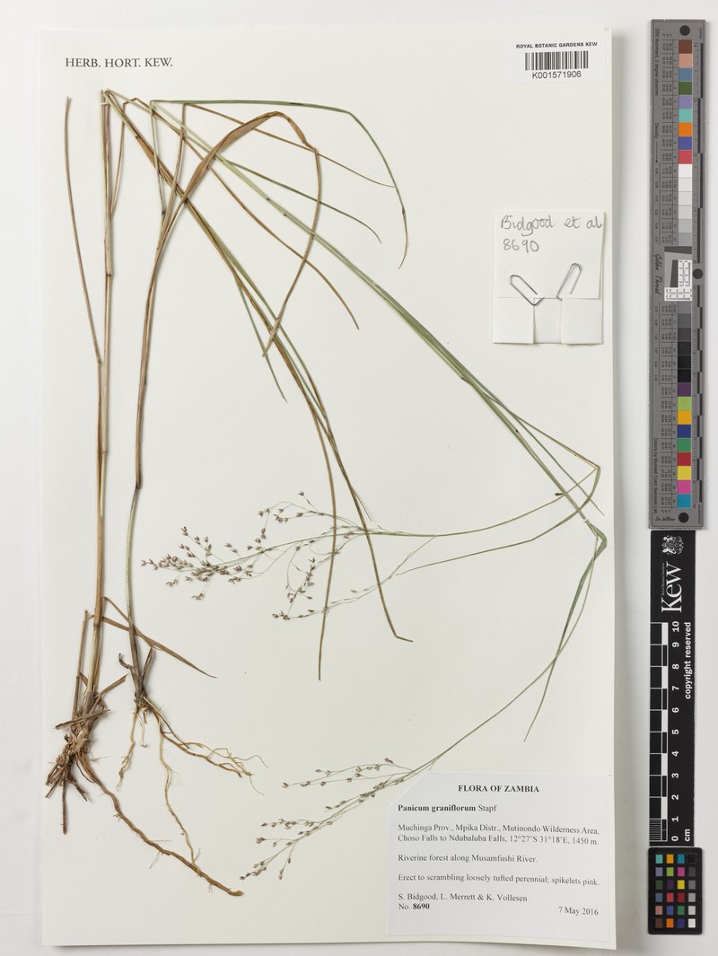 Panicum graniflorum