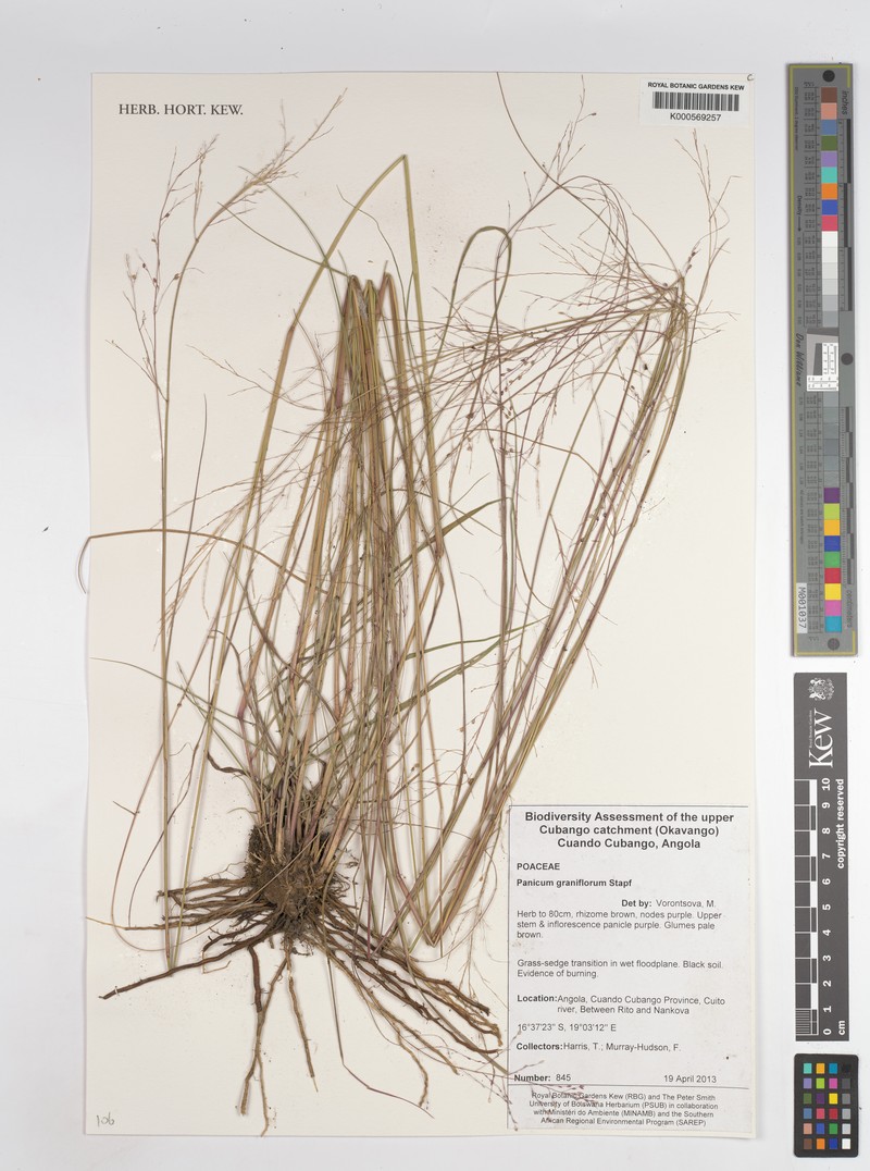 Panicum graniflorum photo 2