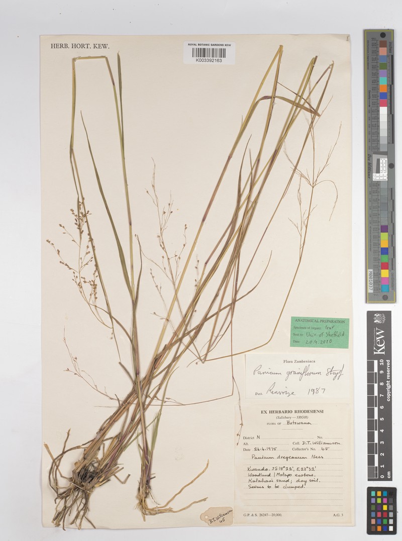 Panicum graniflorum photo 3