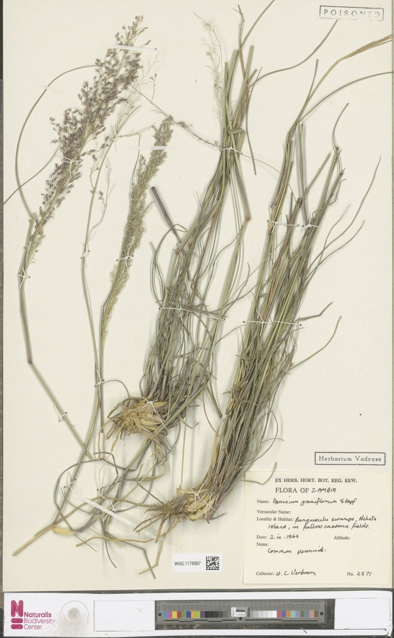 Panicum graniflorum photo 4