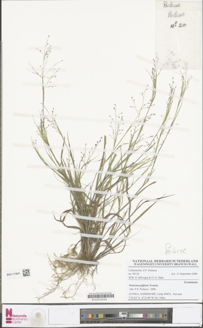 Panicum griffonii