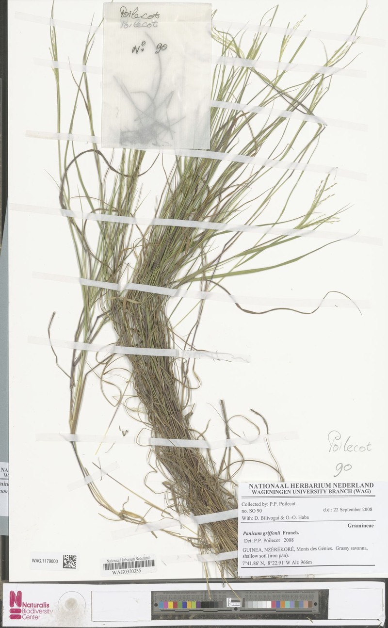 Panicum griffonii photo 2