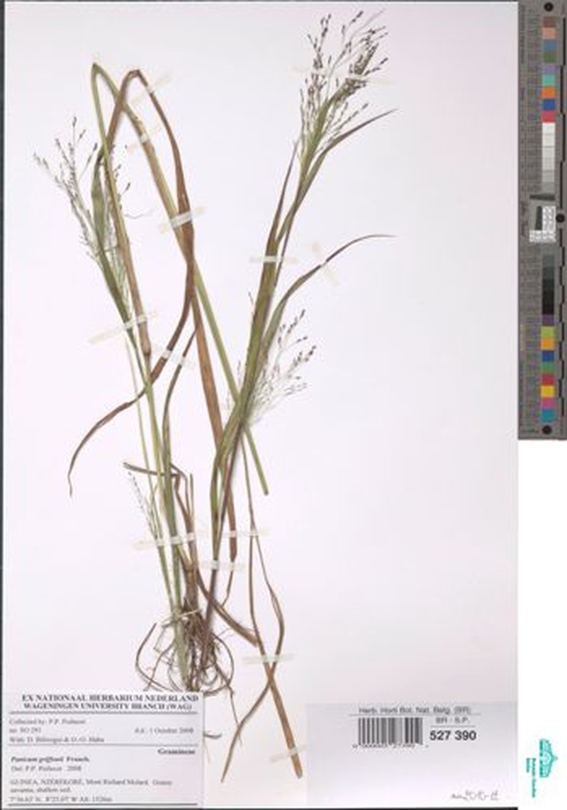 Panicum griffonii photo 3
