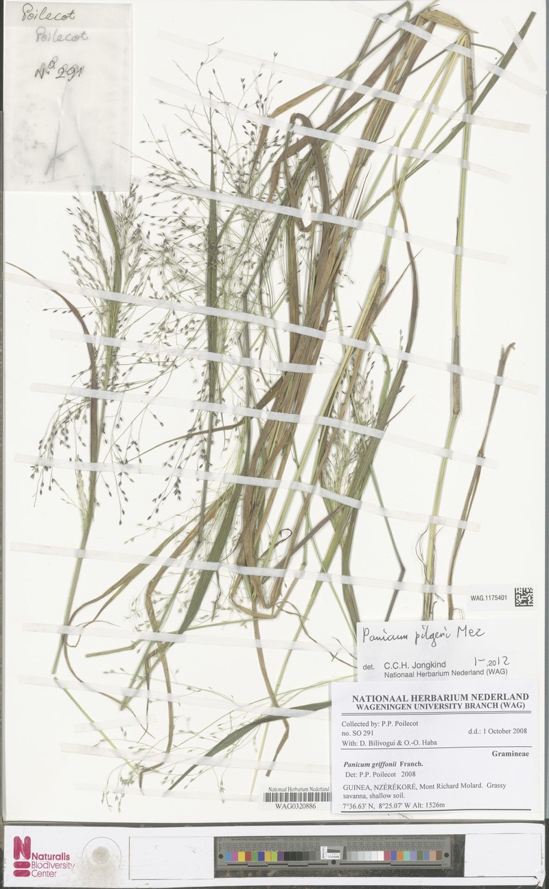 Panicum griffonii photo 4