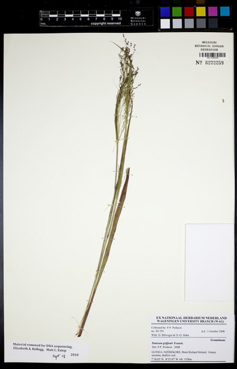 Panicum griffonii photo 5