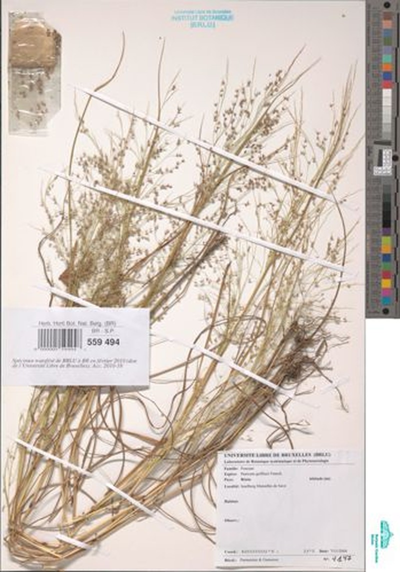 Panicum griffonii photo 6