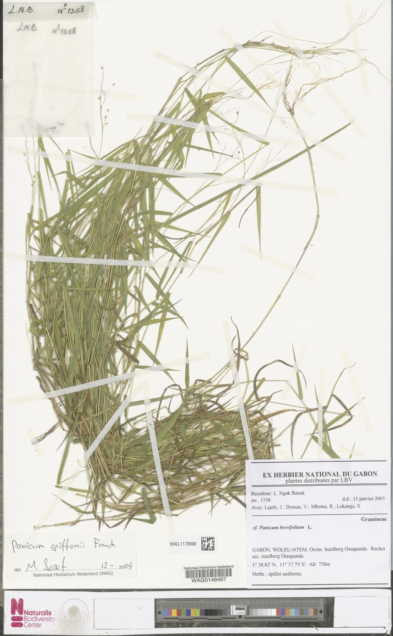 Panicum griffonii photo 7