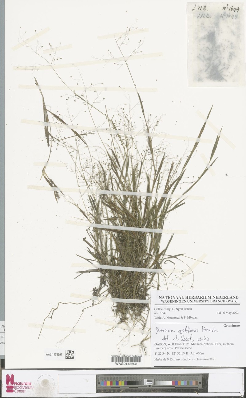 Panicum griffonii photo 8