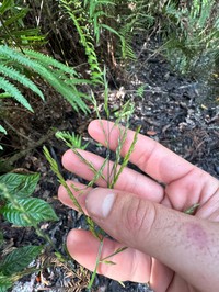 Savannah-Panicgrass