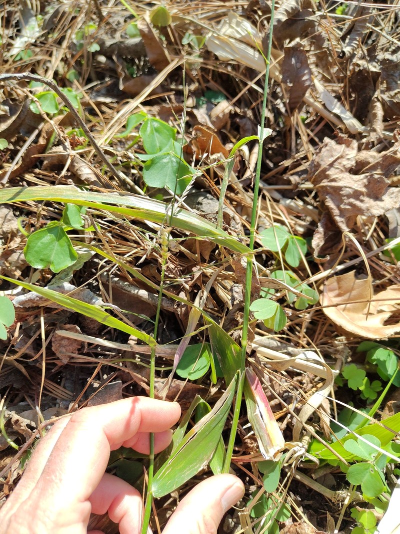 Savannah-Panicgrass photo 2