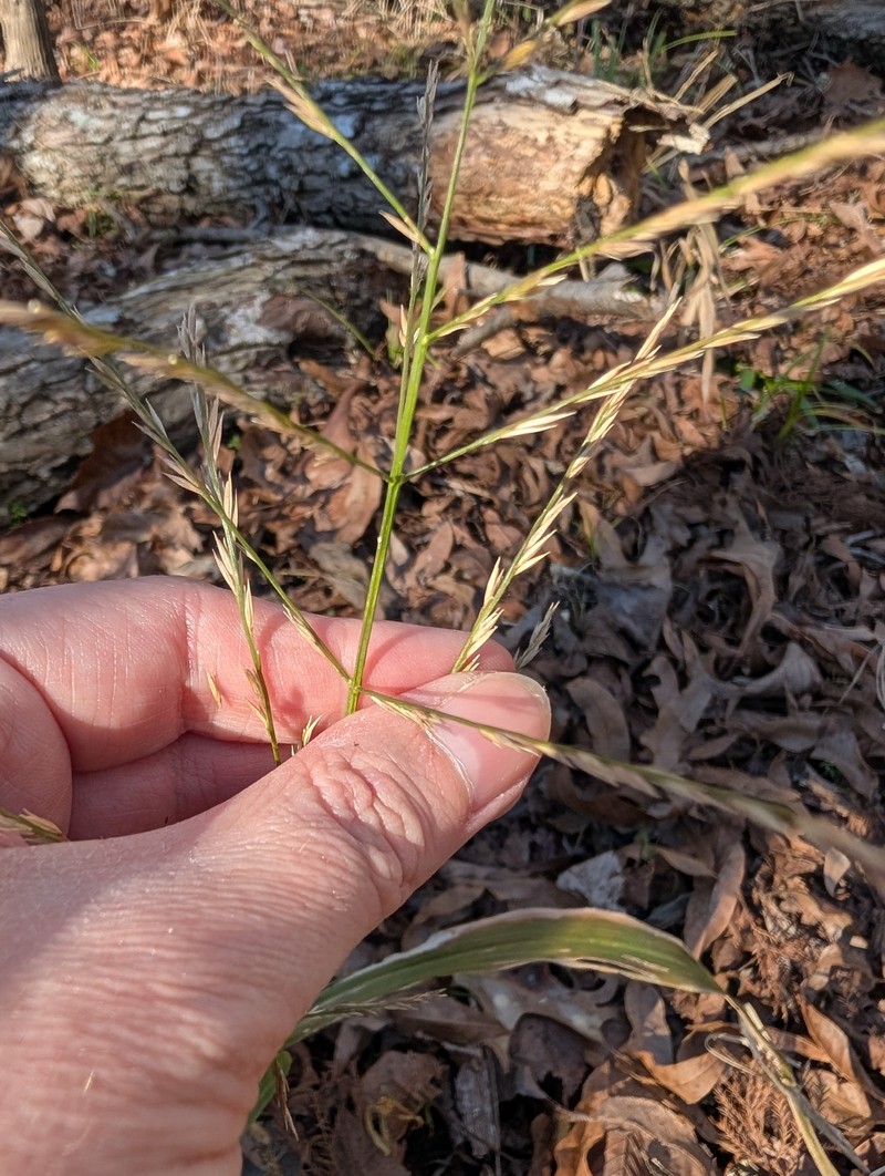 Savannah-Panicgrass photo 3